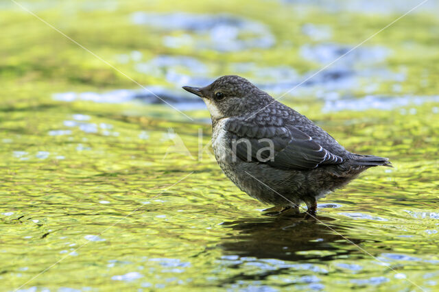 Middeneuropese Waterspreeuw (Cinclus cinclus aquaticus)