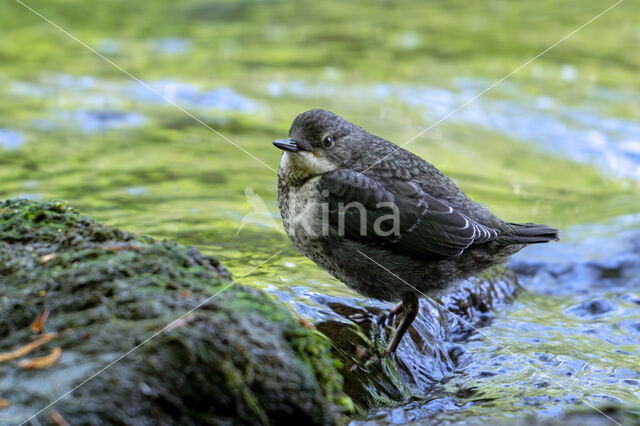 Middeneuropese Waterspreeuw (Cinclus cinclus aquaticus)