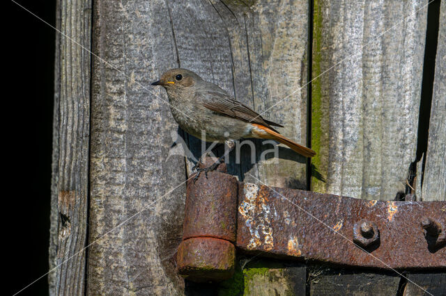 Zwarte Roodstaart (Phoenicurus ochruros)