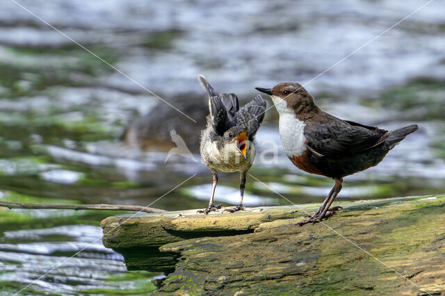 Red-bellied Dipper (Cinclus cinclus aquaticus)