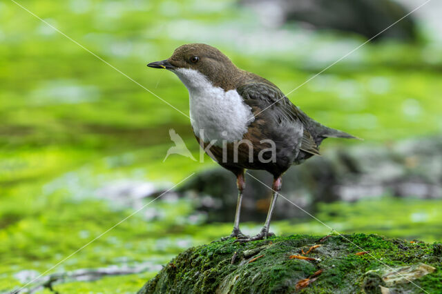 Middeneuropese Waterspreeuw (Cinclus cinclus aquaticus)