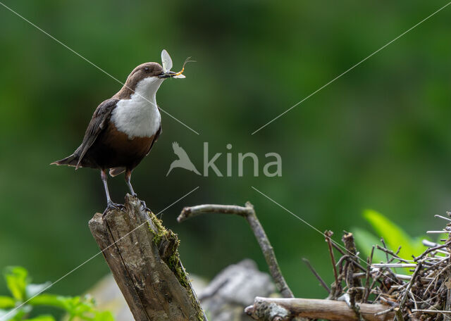 Middeneuropese Waterspreeuw (Cinclus cinclus aquaticus)