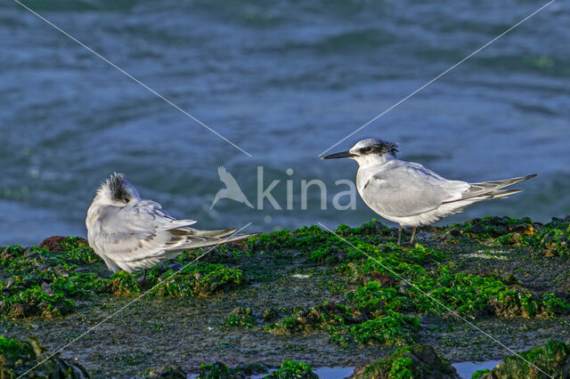 Grote Stern (Sterna sandvicensis)