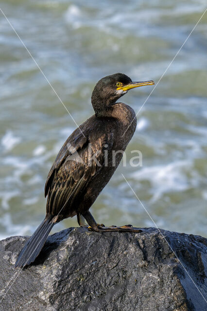 Kuifaalscholver (Phalacrocorax aristotelis)