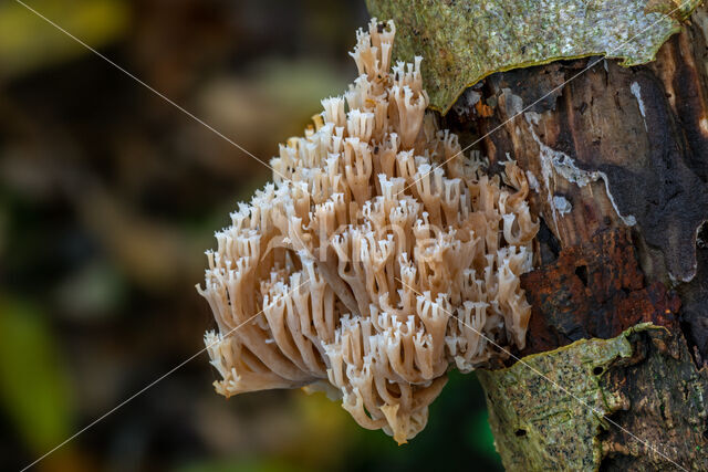 Crown-tipped coral fungus