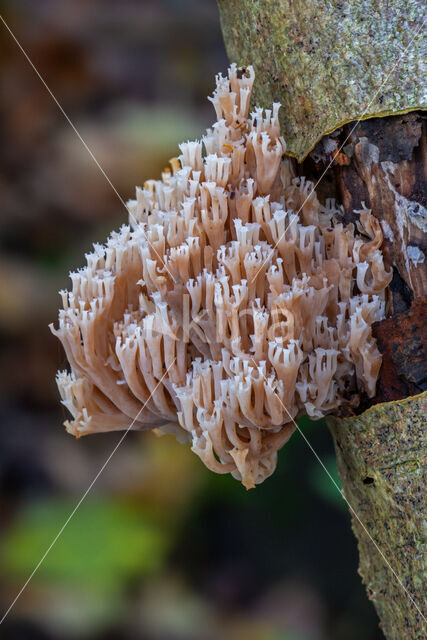 Crown-tipped coral fungus