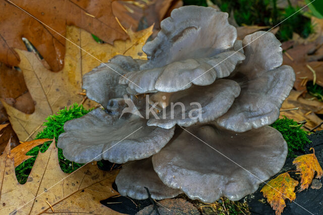 Gewone oesterzwam (Pleurotus ostreatus)