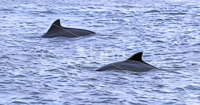 Harbour Porpoise (Phocoena phocoena)