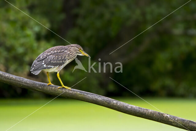 Kwak (Nycticorax nycticorax)