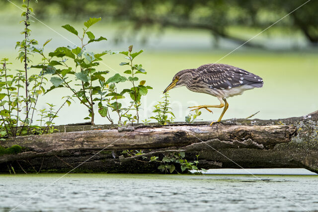 Kwak (Nycticorax nycticorax)