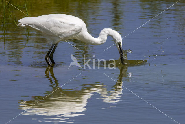 Kleine Zilverreiger (Egretta garzetta)