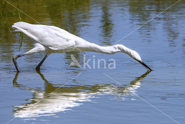 Little Egret (Egretta garzetta)