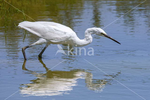 Kleine Zilverreiger (Egretta garzetta)