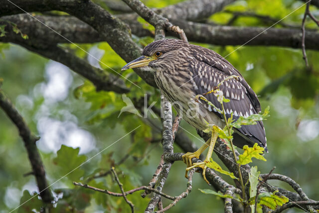 Kwak (Nycticorax nycticorax)