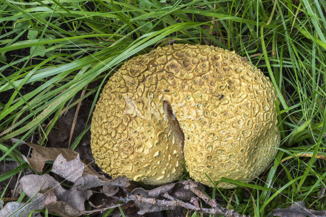 Common Earthball (Scleroderma citrinum)