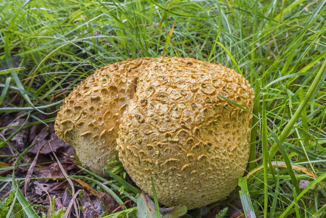 Common Earthball (Scleroderma citrinum)