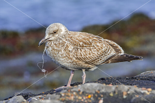 Herring Gull (Larus argentatus)