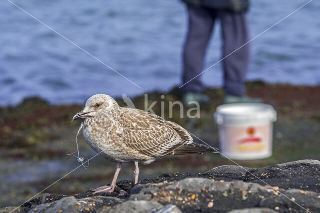 Zilvermeeuw (Larus argentatus)