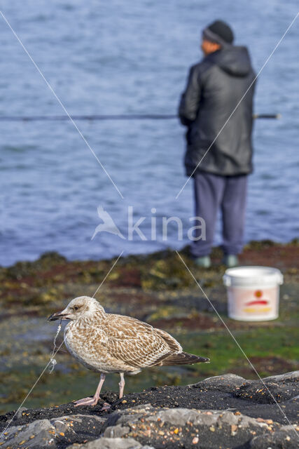 Herring Gull (Larus argentatus)