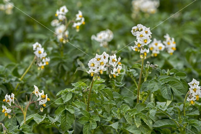 Aardappel (Solanum tuberosum)