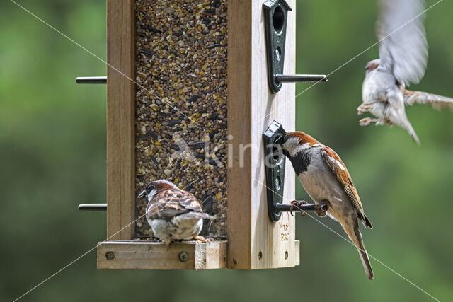 House Sparrow (Passer domesticus)