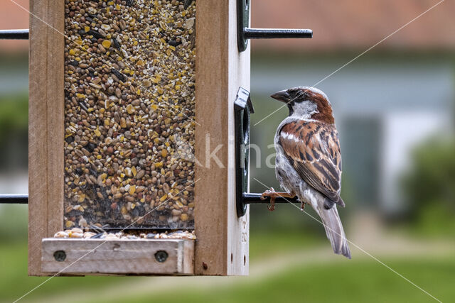 House Sparrow (Passer domesticus)