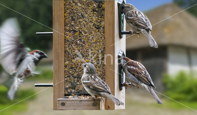 Huismus (Passer domesticus)