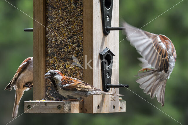 Huismus (Passer domesticus)