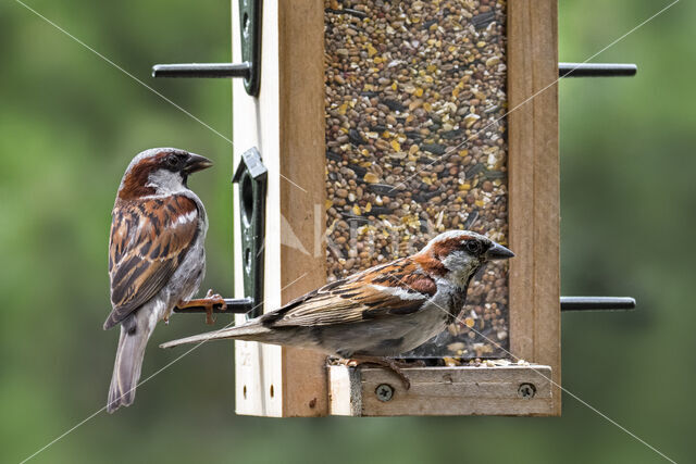 House Sparrow (Passer domesticus)