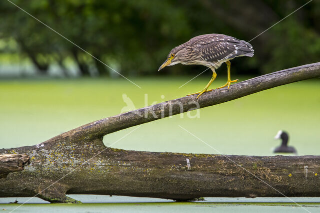 Night Heron (Nycticorax nycticorax)