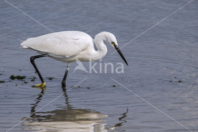 Little Egret (Egretta garzetta)