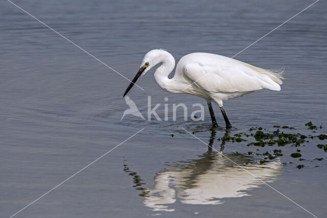 Little Egret (Egretta garzetta)