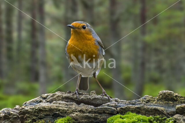 European Robin (Erithacus rubecula)