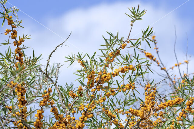 Duindoorn (Hippophae rhamnoides)