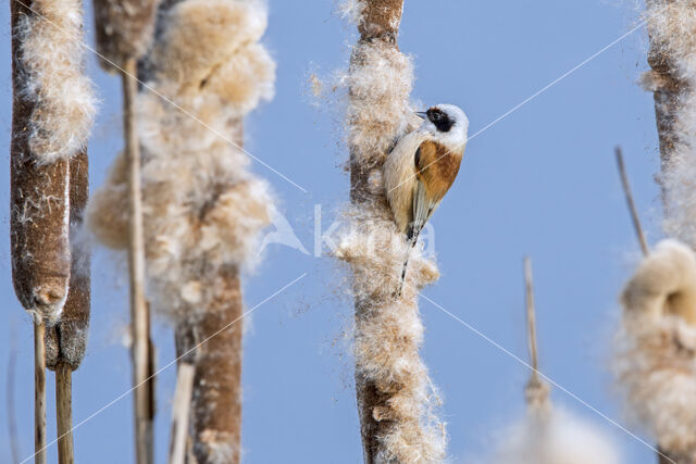 Eurasian Penduline-Tit (Remiz pendulinus)