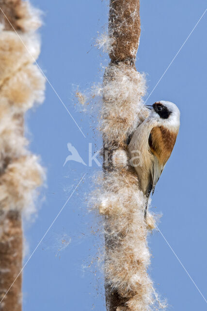 Eurasian Penduline-Tit (Remiz pendulinus)