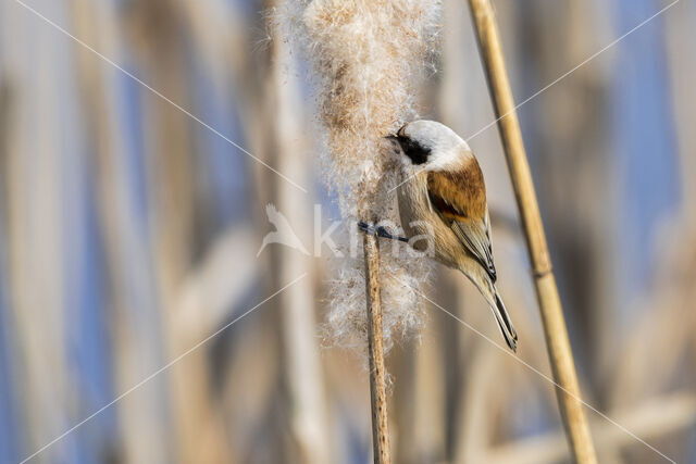 Eurasian Penduline-Tit (Remiz pendulinus)