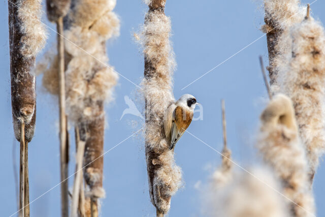 Eurasian Penduline-Tit (Remiz pendulinus)