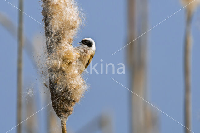 Eurasian Penduline-Tit (Remiz pendulinus)