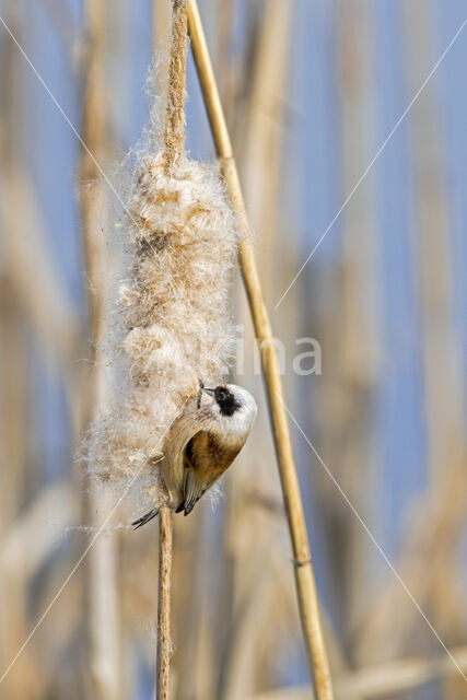 Eurasian Penduline-Tit (Remiz pendulinus)