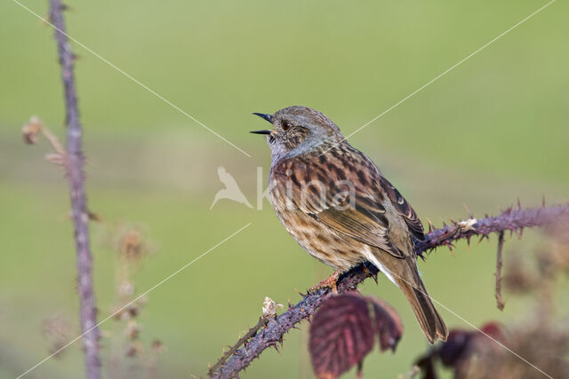 Dunnock