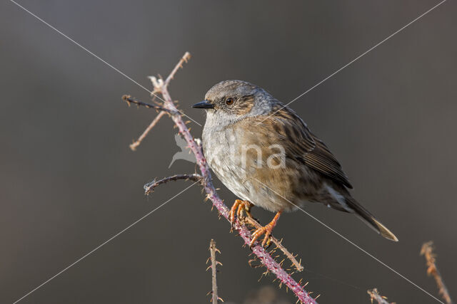 Heggemus (Prunella modularis)