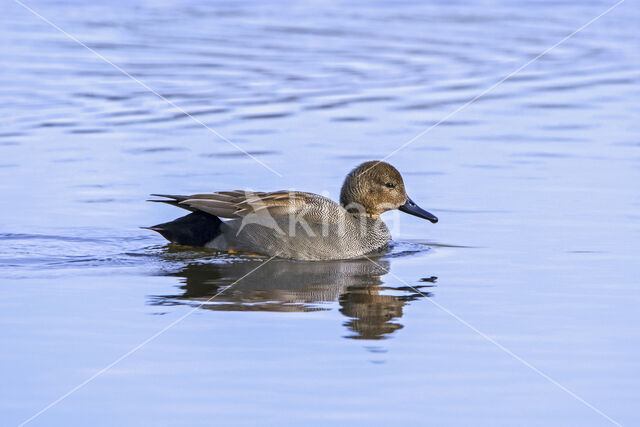 Gadwall (Anas strepera)