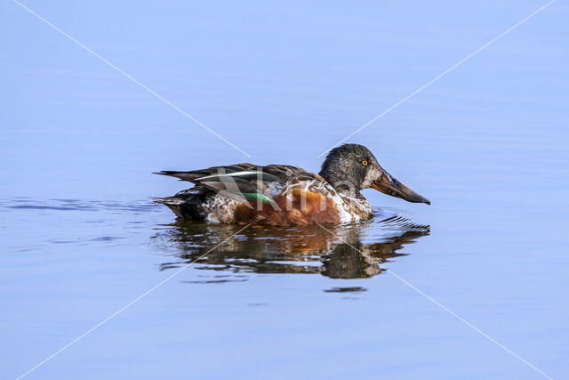 Northern Shoveler (Anas clypeata)