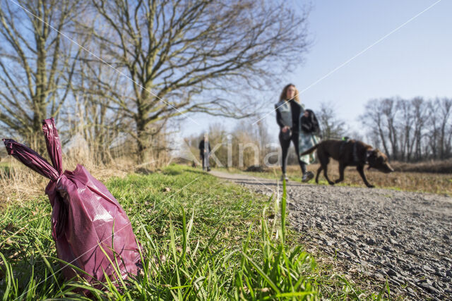 Hond (Canis domesticus)