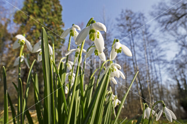 Gewoon sneeuwklokje (Galanthus nivalis)