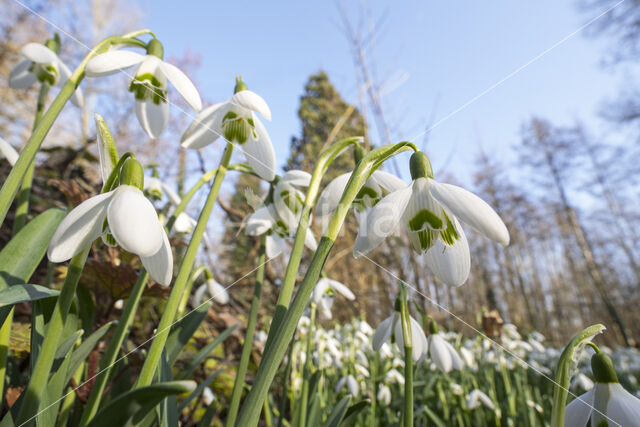 Common Snowdrop (Galanthus nivalis)