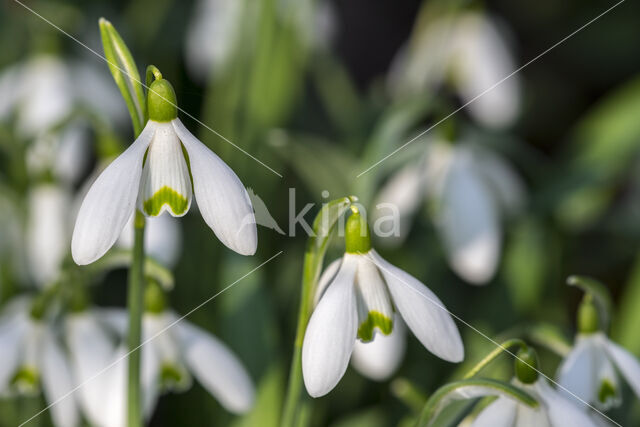 Gewoon sneeuwklokje (Galanthus nivalis)