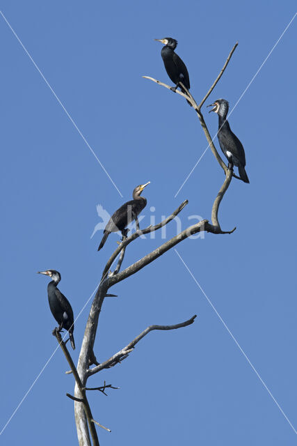 Aalscholver (Phalacrocorax carbo)