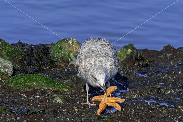 Zilvermeeuw (Larus argentatus)